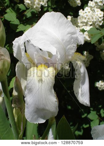 Iris germanica white flower on a sunny day.