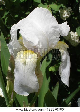 Iris germanica white flower on a sunny day.