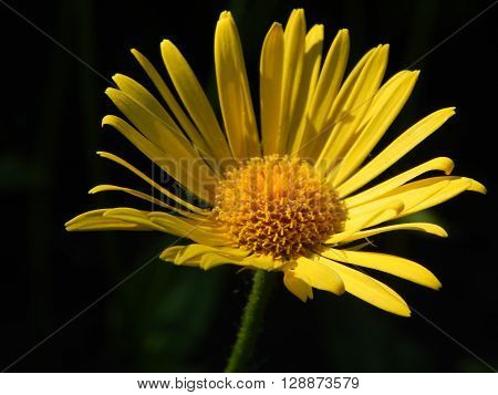Spring flowers are blooming in the garden in the sun