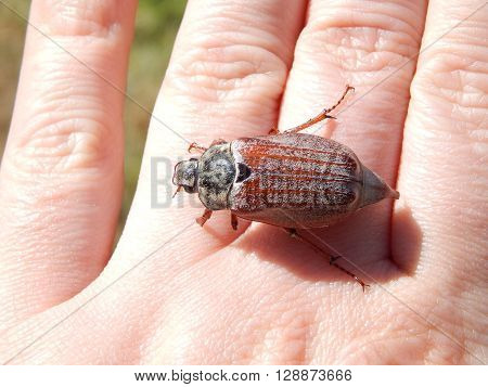 Beetle on a human hand close-up shows