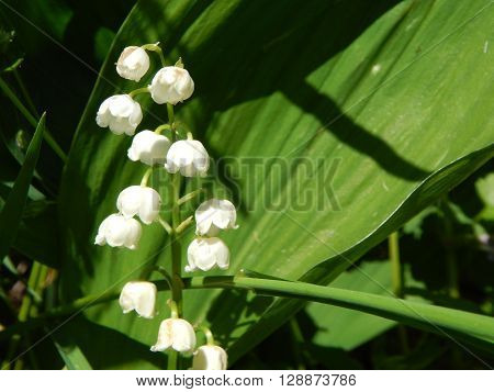 Spring flowers are blooming in the garden in the sun