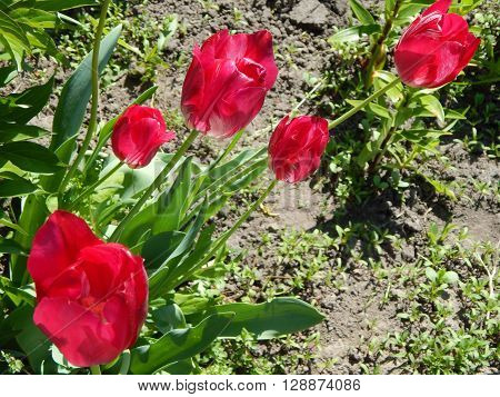 Spring flowers are blooming in the garden in the sun