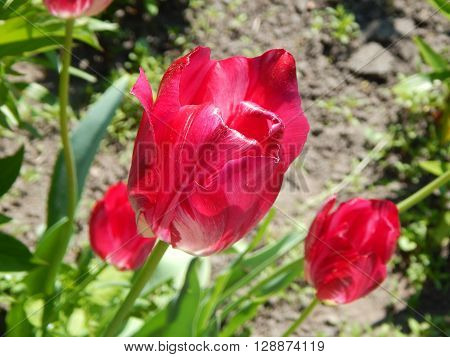 Spring flowers are blooming in the garden in the sun
