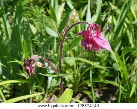 Spring flowers are blooming in the garden in the sun