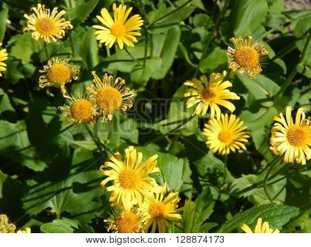 Spring flowers are blooming in the garden in the sun