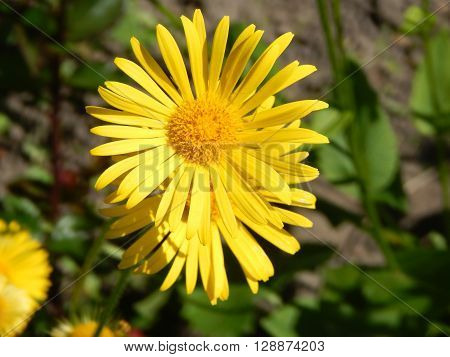 Spring flowers are blooming in the garden in the sun