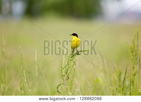 Western yellow wagtail (Motacilla flava) in natural habitat