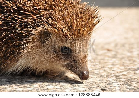 brown, nose, wildlife, backyard, hedgehog, echinoderm, prickly