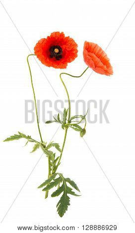 poppy isolated on white background, elegance, fairy,