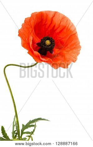 poppy isolated on white background, elegance, fairy,
