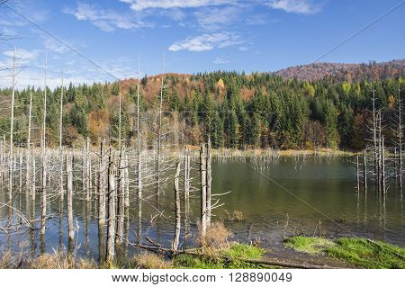 Dead trees in a swamp lake. Cuejdel lake was born 30 years ago (a landfall on river Cuejdel) Today is the biggest natural dam lake in Europe.
