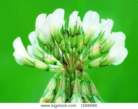 Fiore