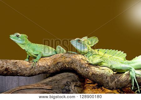 Beautiful close up photo of lizard Plumed basilisk