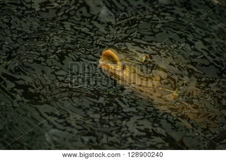 hungry big fish swiming at dark lake
