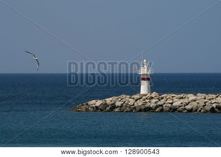white Lighthouse with seagull in the sea