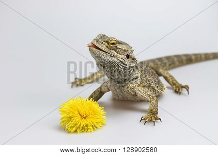Agama lizard is standing on the light background. The yellow blossom of dandelion is lying in front of her. Agama has head held high and slightly tongue out. Everything is on a light background.
