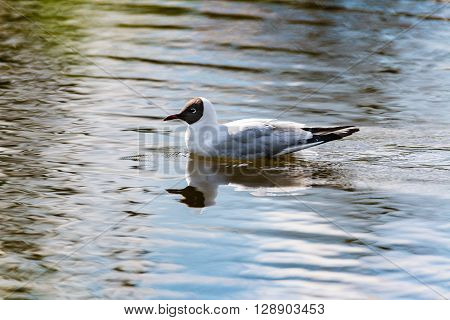 Mediterranean Gulls in small natural lake near Kaliningrad, Russia