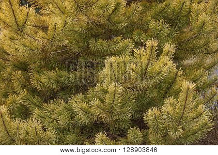 Gold coin golden scotch pine (Pinus sylvestris Gold coin). Image of twigs and needles