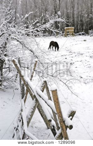 Zimní Forrest s koněm