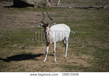 White Addax antelope watching on the savanna