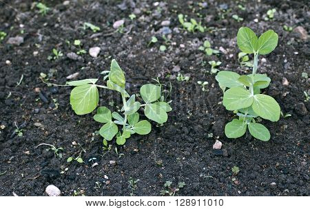 The young plants of vegetable green peas on the gardenbed