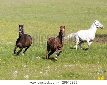 Three beautiful horses gallop free on pasture
