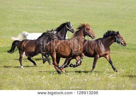 Herd of beautiful horses gallop on pasture