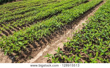 Organic Coffee for sale. Finca Organic Coffee Ecuador South America