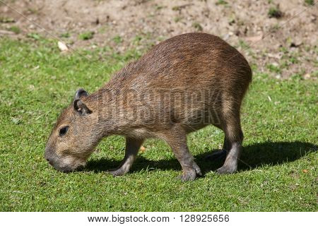 Capybara (Hydrochoerus hydrochaeris). Wild life animal. 