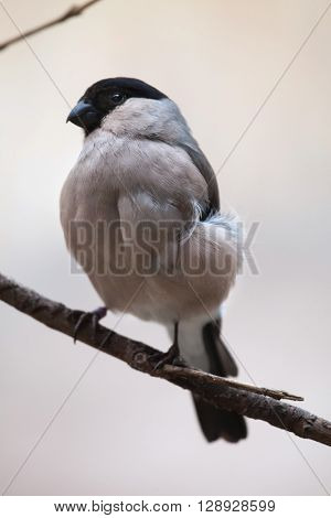 Eurasian bullfinch (Pyrrhula pyrrhula), also known as the common bullfinch. Wild life animal. 