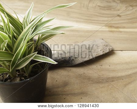 black plastic pot of Chlorophytum comosum with spade on wood background