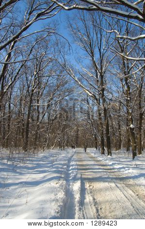 Forêt d'hiver