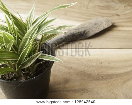 black plastic pot of Chlorophytum comosum with spade on wood background