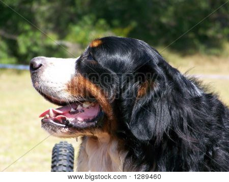 ベルン山 Dog07