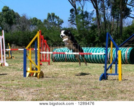 国境 Collie02