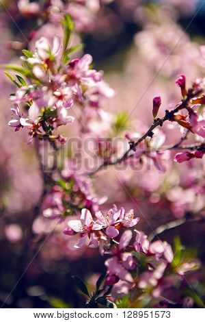 pink blooming ornamental shrub Almonds Low Amygdalus nana closeup local focus shallow DOF