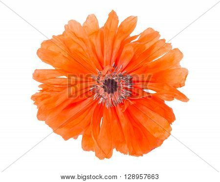 poppy isolated on white background freshness, gardening