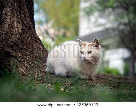 Street cat sitting in the grass near the tree. The cat is white. Sick animals, eyes fester. The concept of the problem of stray animals in the cities.