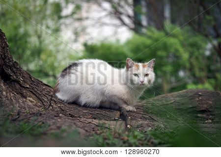 Street cat sitting in the grass near the tree. The cat is white. Sick animals, eyes fester. The concept of the problem of stray animals in the cities.