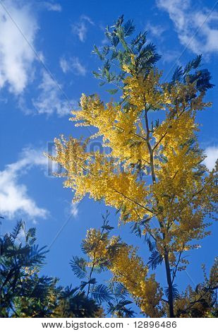 Mimosa