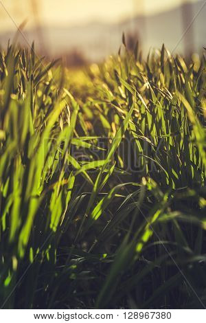 Green Rye Field