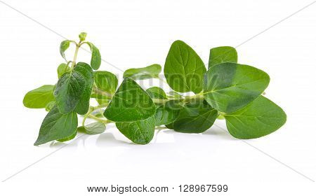 Fresh origano branch leaf on white background
