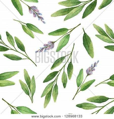 Watercolor seamless pattern hand drawn herb sage. Watercolor leaves and branches of sage on a white background. Herbs for packaging design, cards, postcards and book illustrations.