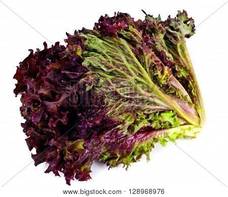 Red Lettuce Isolated on White Background Studio Photo