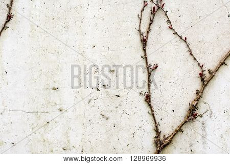 wall of damaged white concrete overgrowing with ivy for background or texture