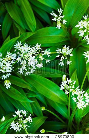 Blooming wild garlic with white blooms. Bear garlic is very healthy herb.