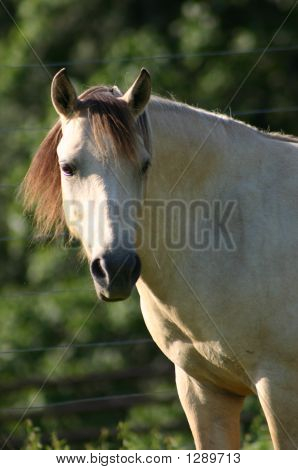 バックスキン馬