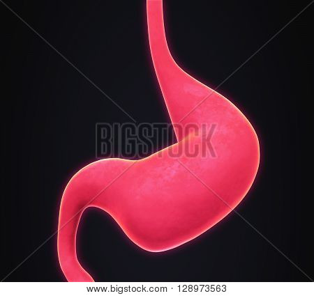 Human Stomach Anatomy Illustration . 3D render