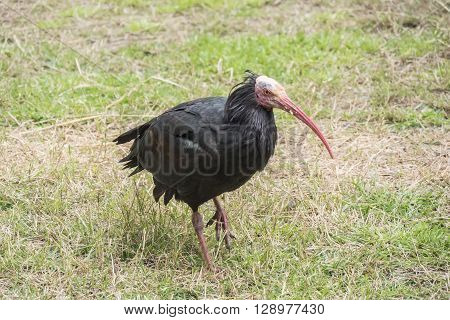 Gerunticus eremita Northern bald ibis, resting relaxed