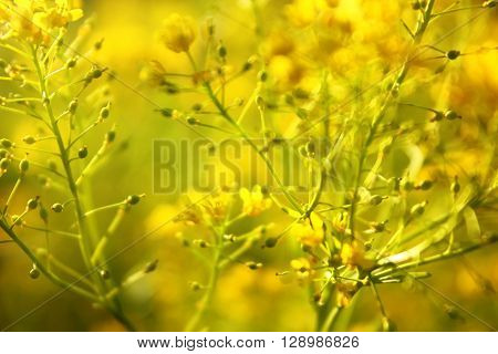 Yellow Flowers Of Barbarea Vulgaris (herb Barbara). Background